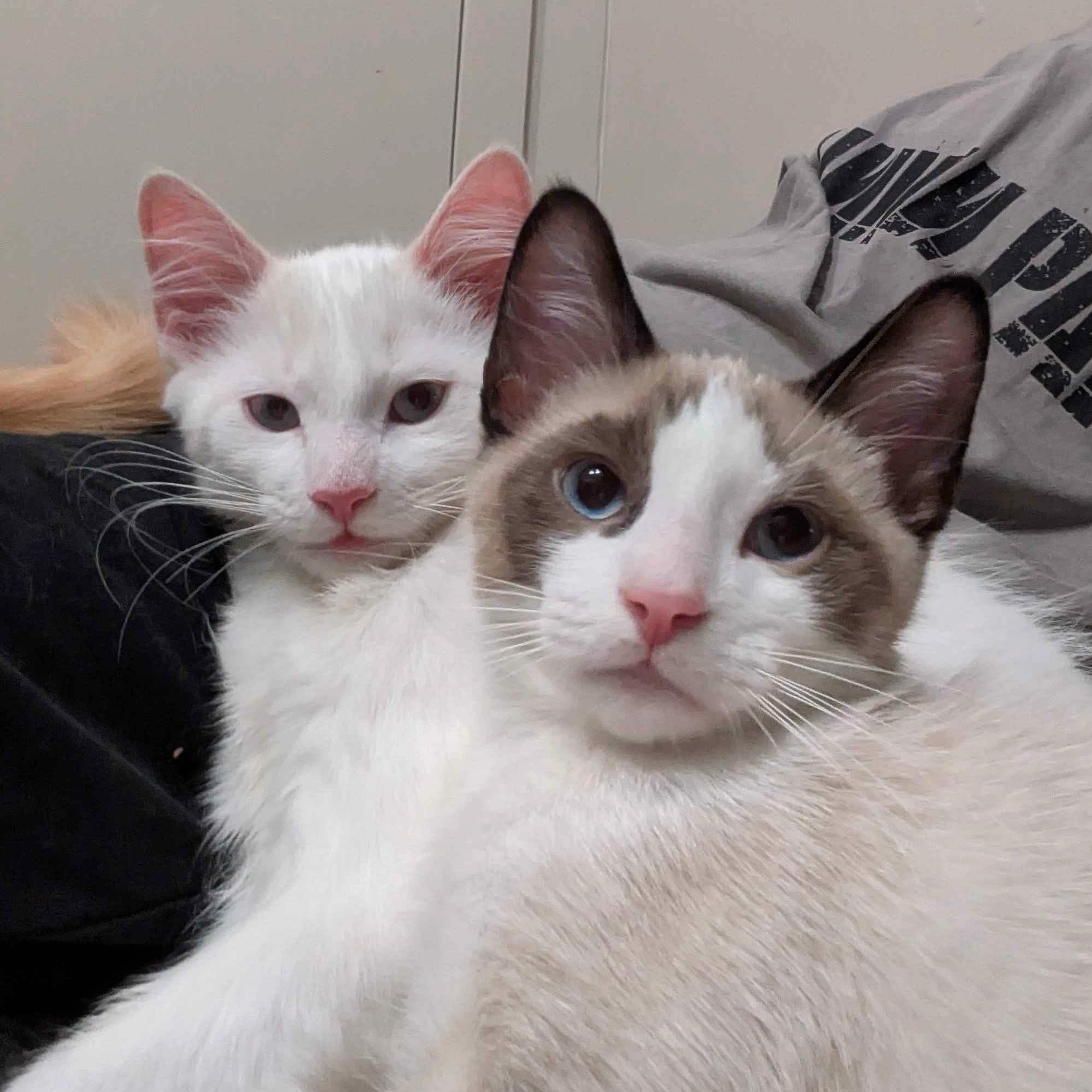 Loki & Van (Bonded Pair), Adoptable, Kitten Male Snowshoe.