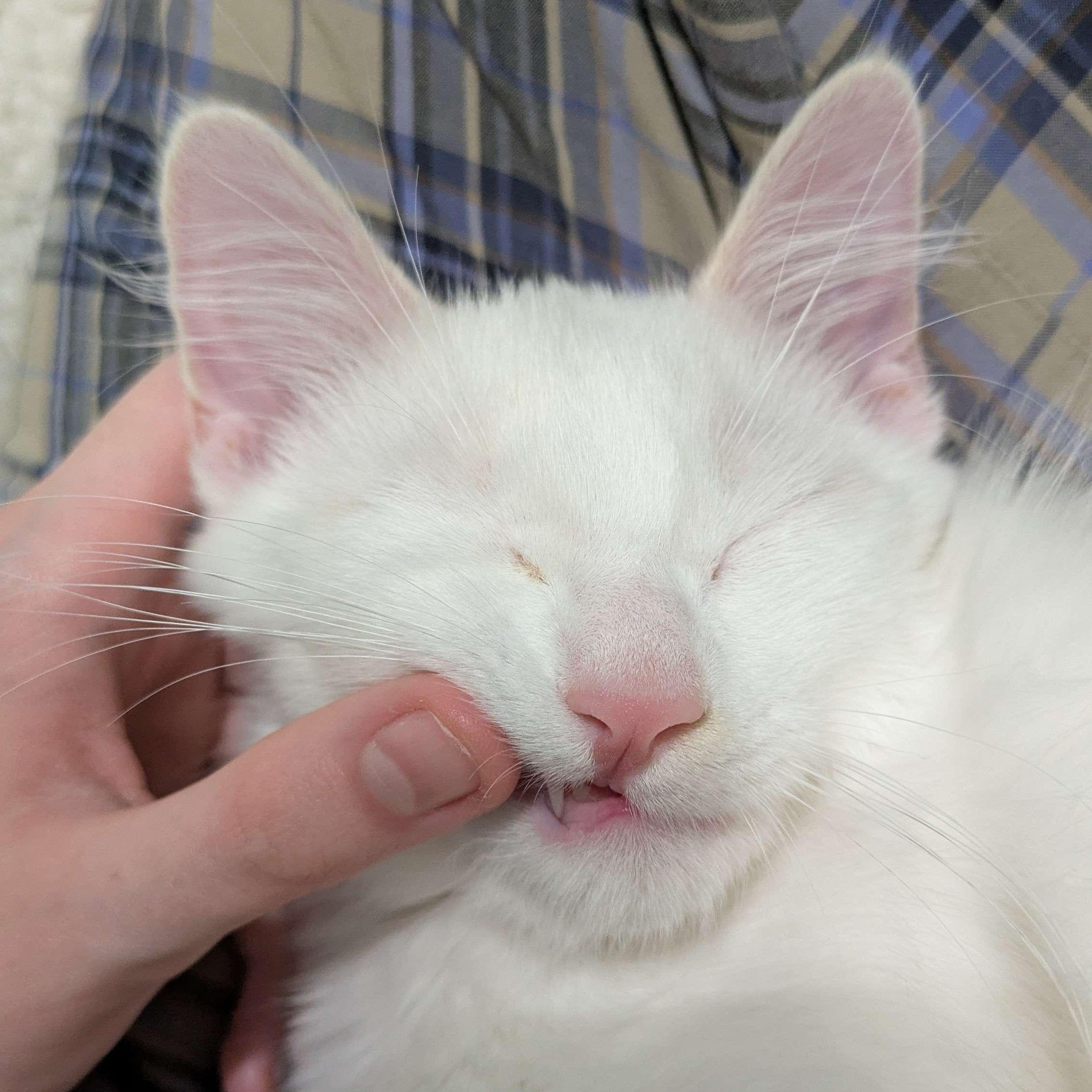 Enlarge Loki & Van (Bonded Pair), a Adoptable Snowshoe in Plymouth, MN image 4/6