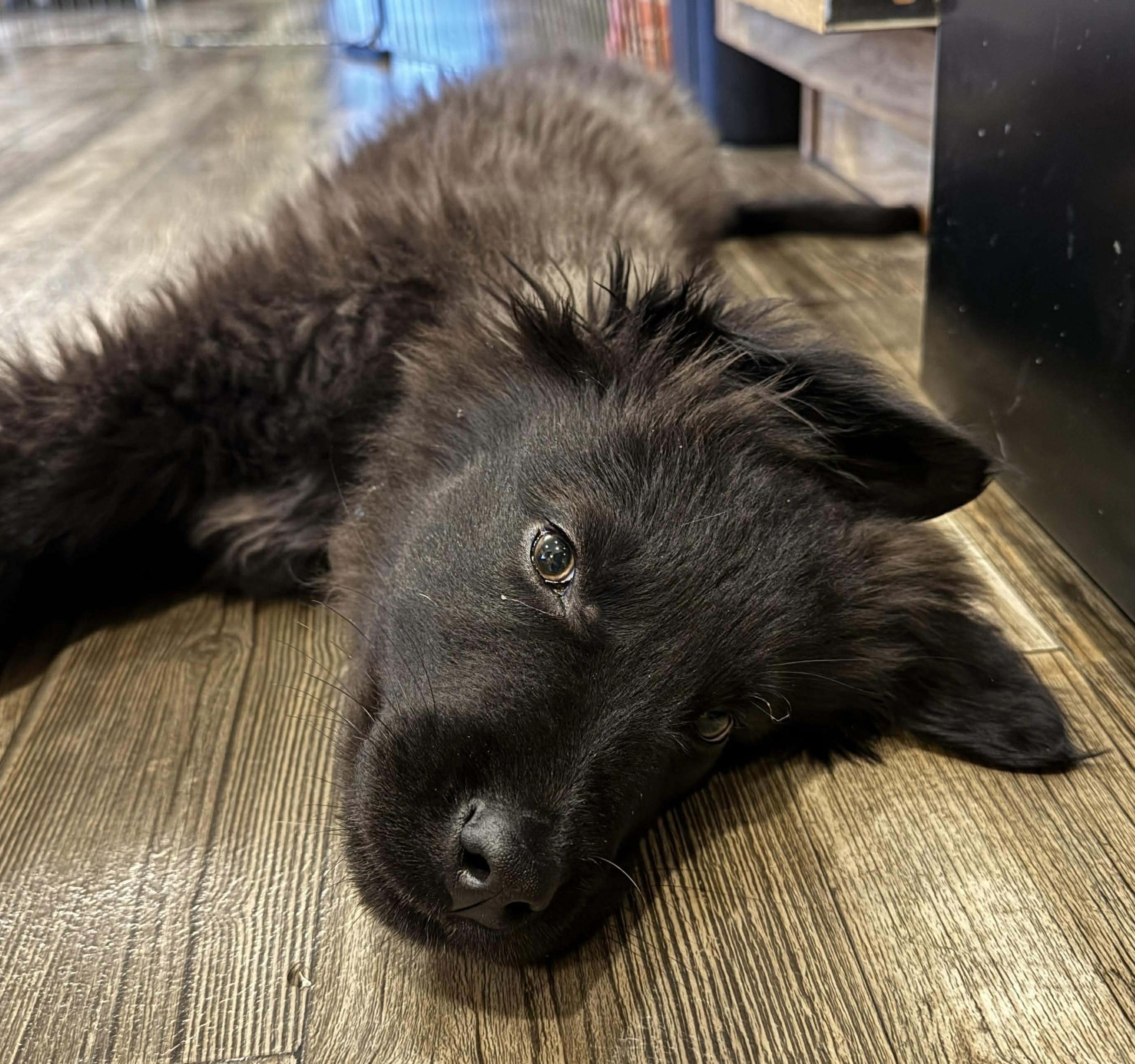 Enlarge Cooper, a ADOPTABLE mixed breed in Bonney Lake, WA image 3/5