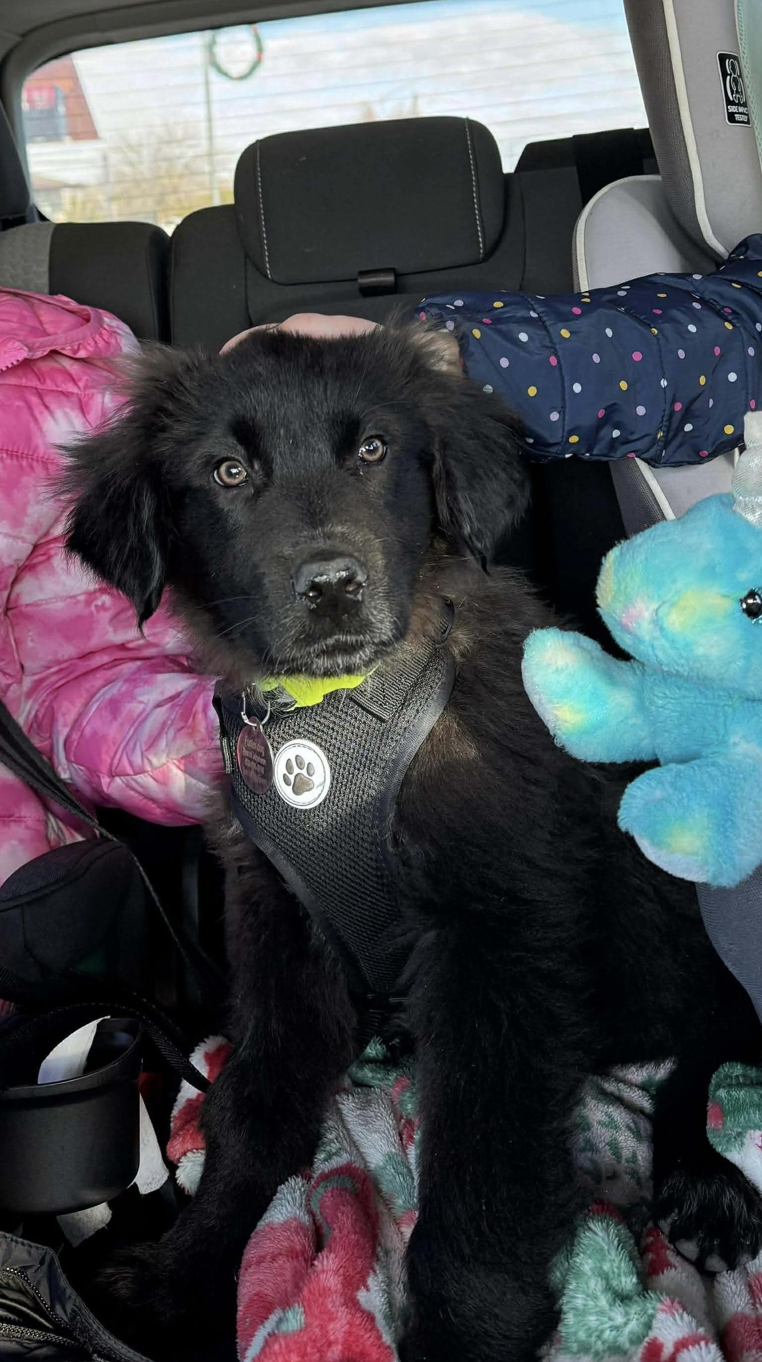 Enlarge Cooper, a ADOPTABLE mixed breed in Bonney Lake, WA image 2/5