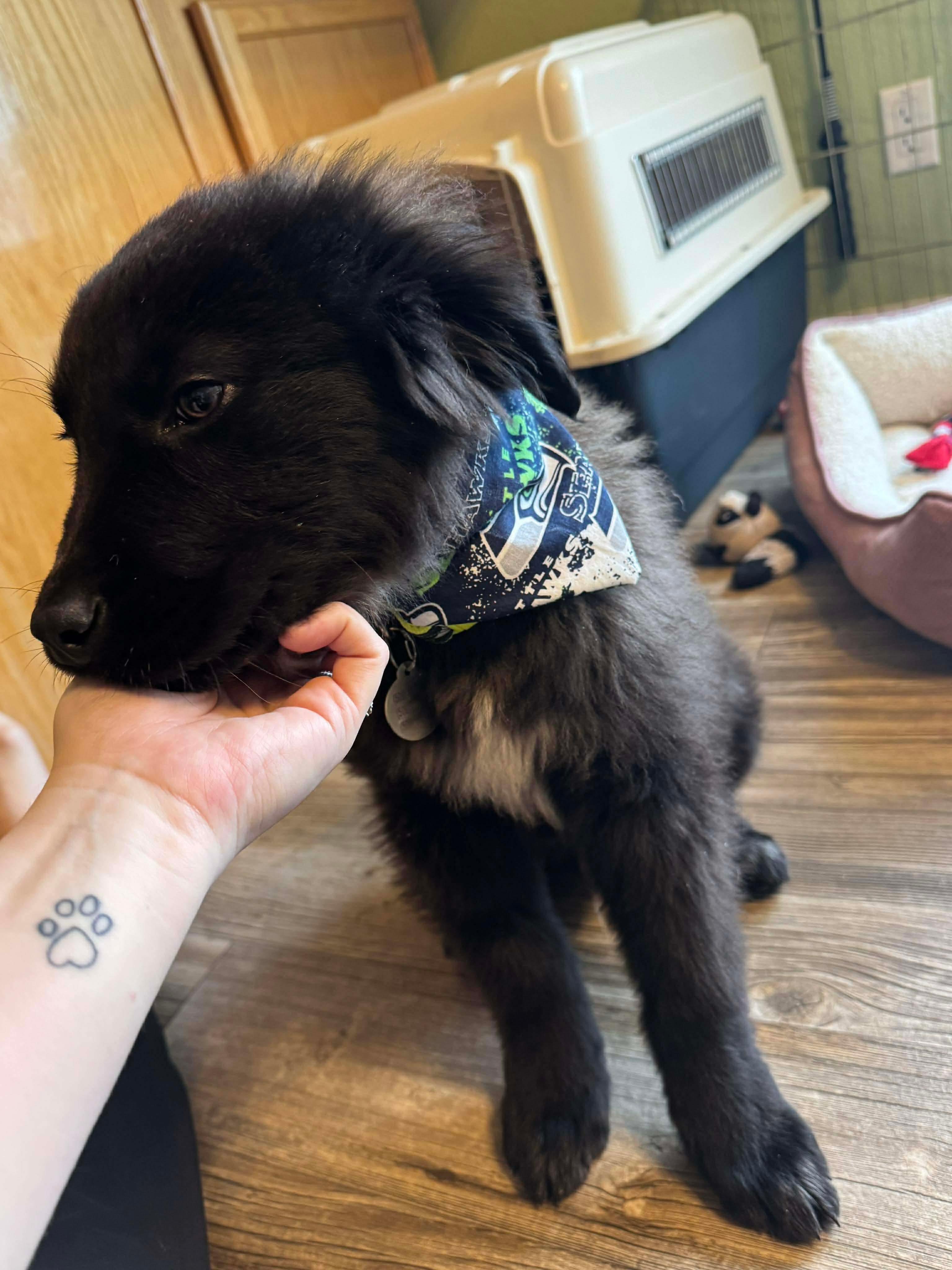 Enlarge Cooper, a ADOPTABLE mixed breed in Bonney Lake, WA image 5/5