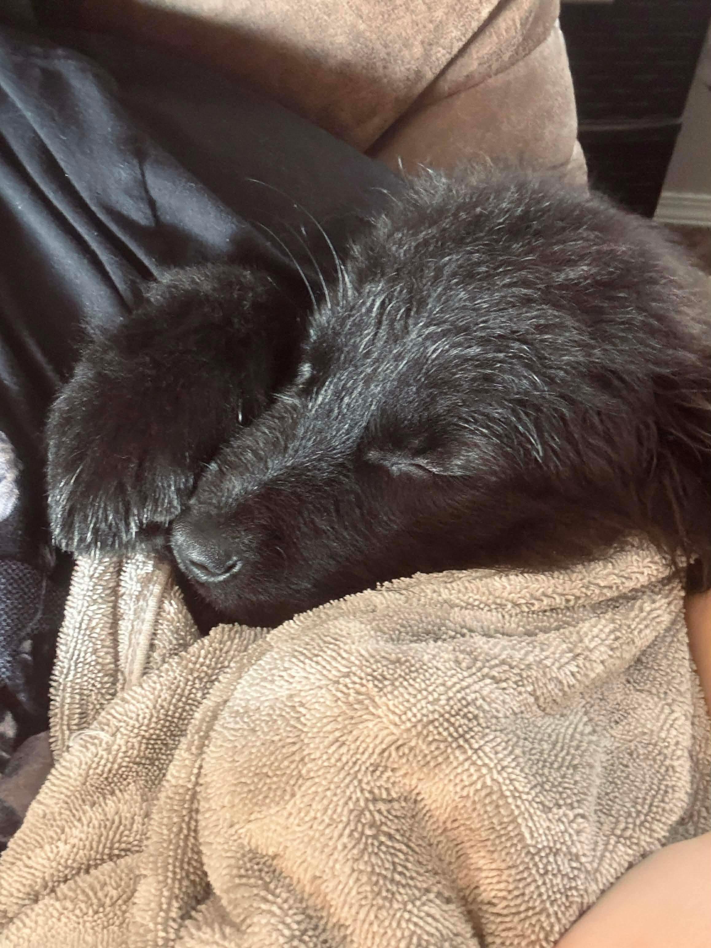 Enlarge Cooper, a ADOPTABLE mixed breed in Bonney Lake, WA image 4/5