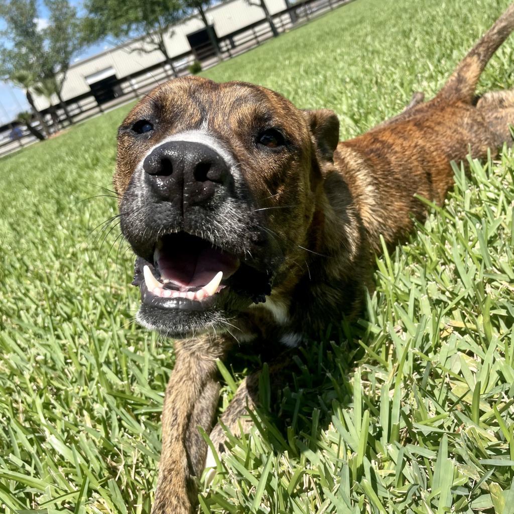 Enlarge M'Baku, a Adoptable mixed breed in Corpus Christi, TX image 1/6