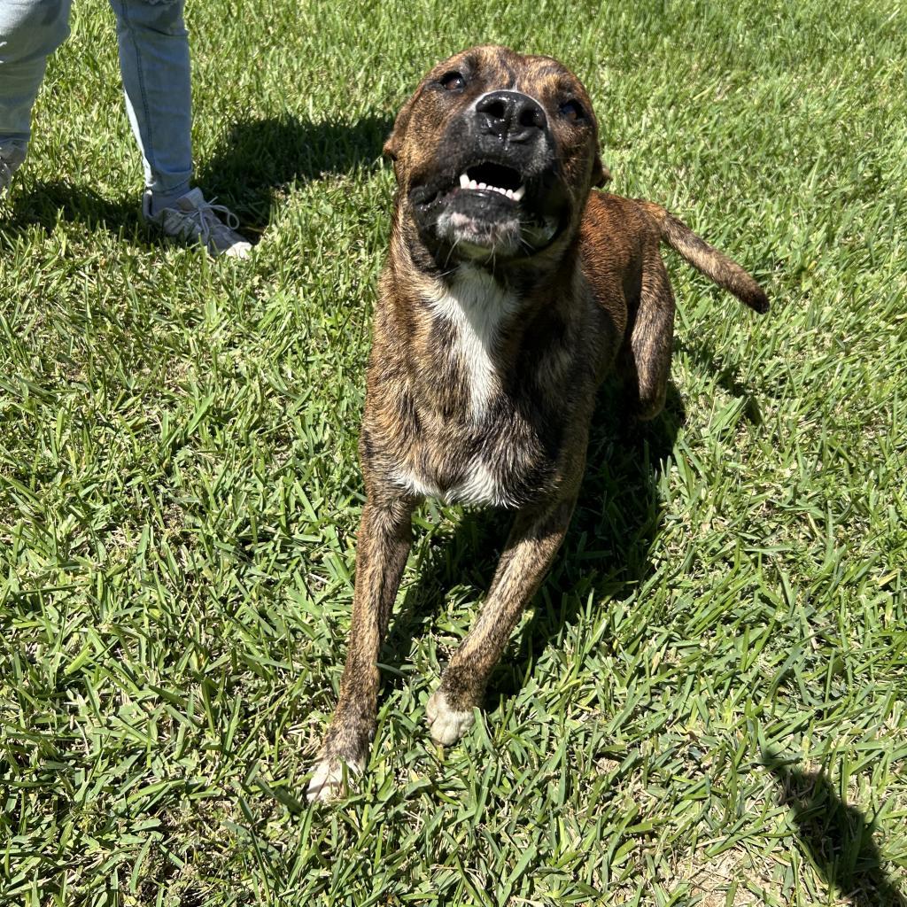 Enlarge M'Baku, a Adoptable mixed breed in Corpus Christi, TX image 2/6