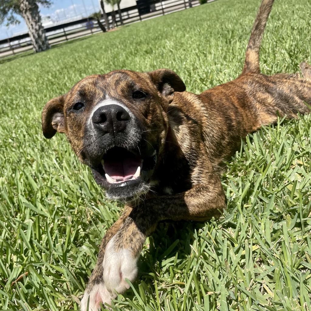 Enlarge M'Baku, a Adoptable mixed breed in Corpus Christi, TX image 3/6