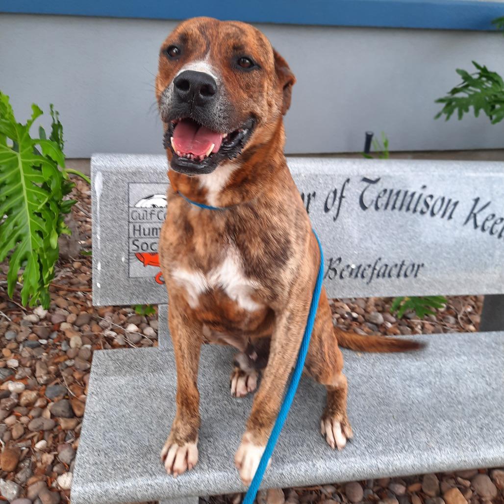 Enlarge M'Baku, a Adoptable mixed breed in Corpus Christi, TX image 4/6