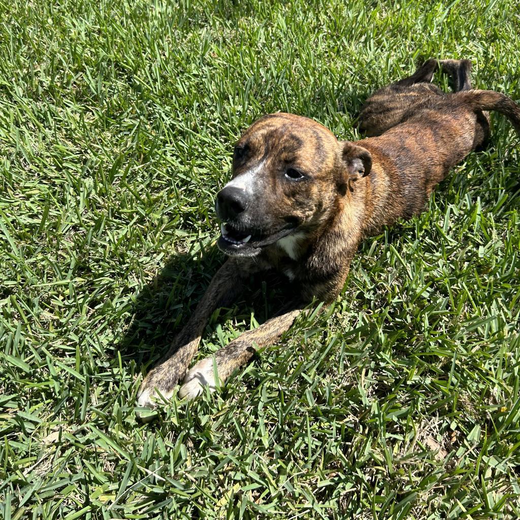 Enlarge M'Baku, a Adoptable mixed breed in Corpus Christi, TX image 5/6