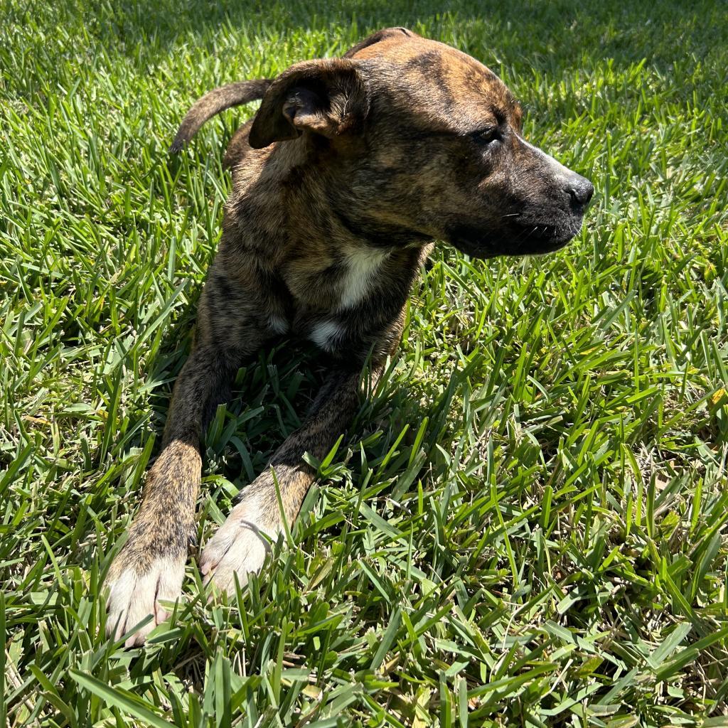Enlarge M'Baku, a Adoptable mixed breed in Corpus Christi, TX image 6/6