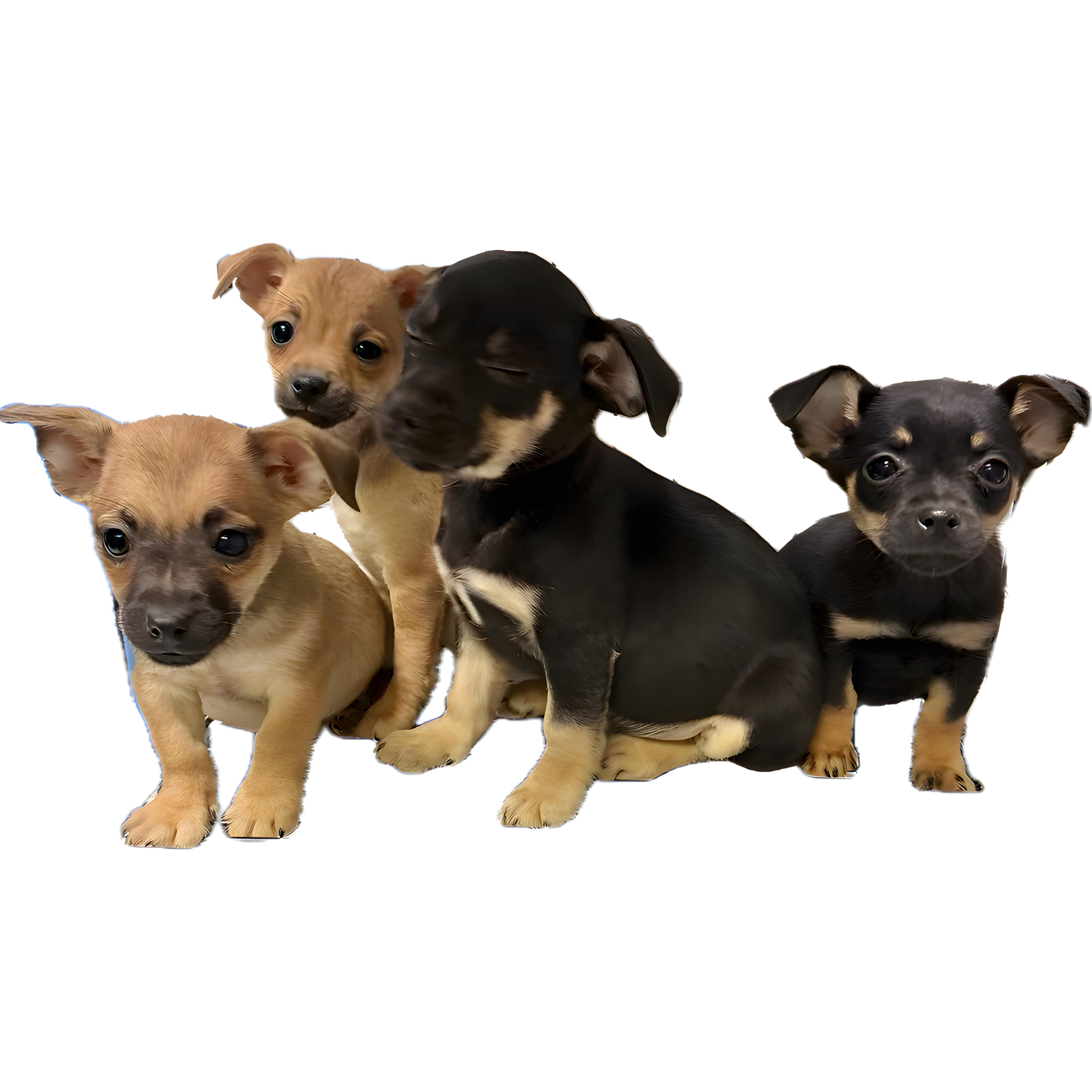 Enlarge Liam, a Adoptable mixed breed in Baton Rouge, LA image 4/5