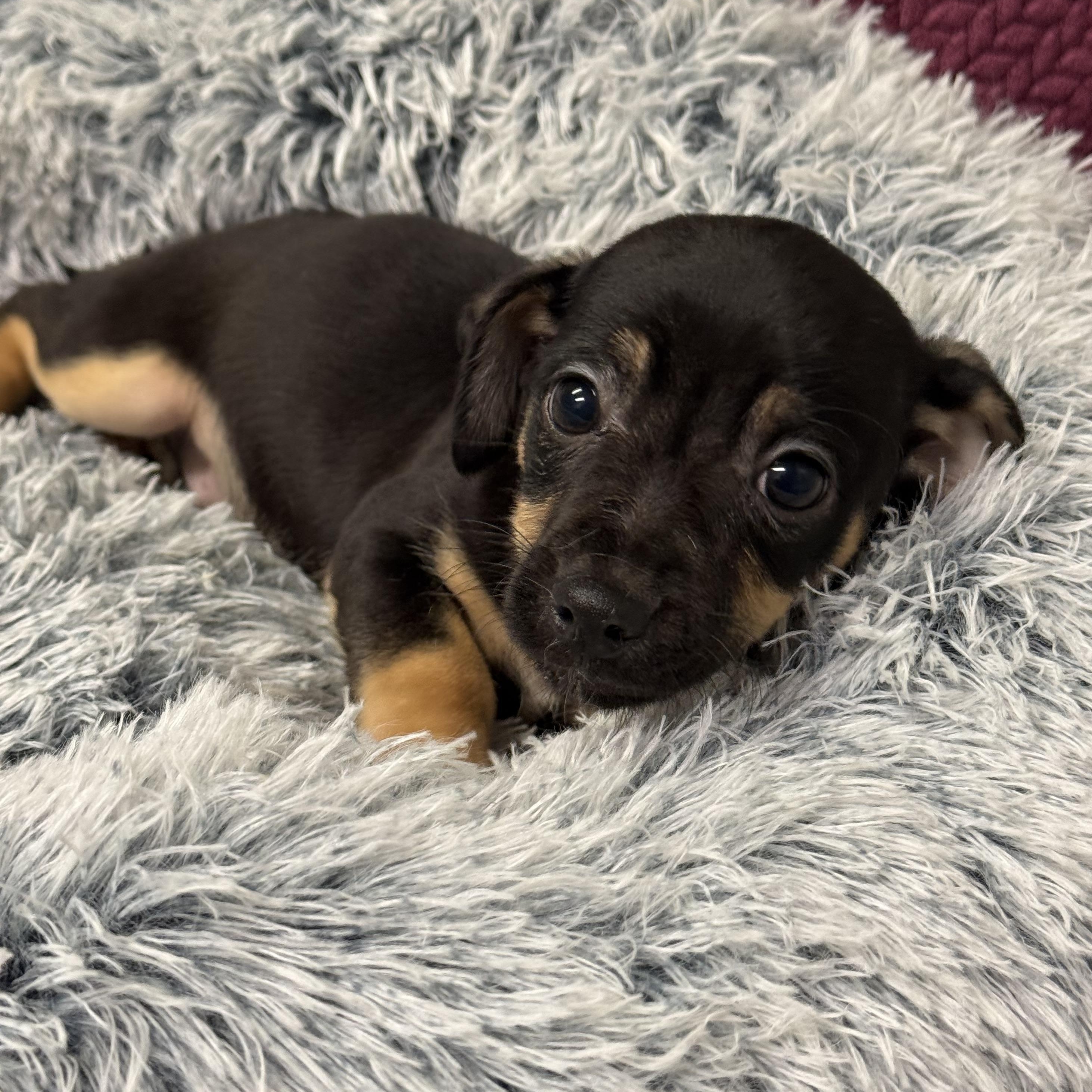 Enlarge Liam, a Adoptable mixed breed in Baton Rouge, LA image 5/5