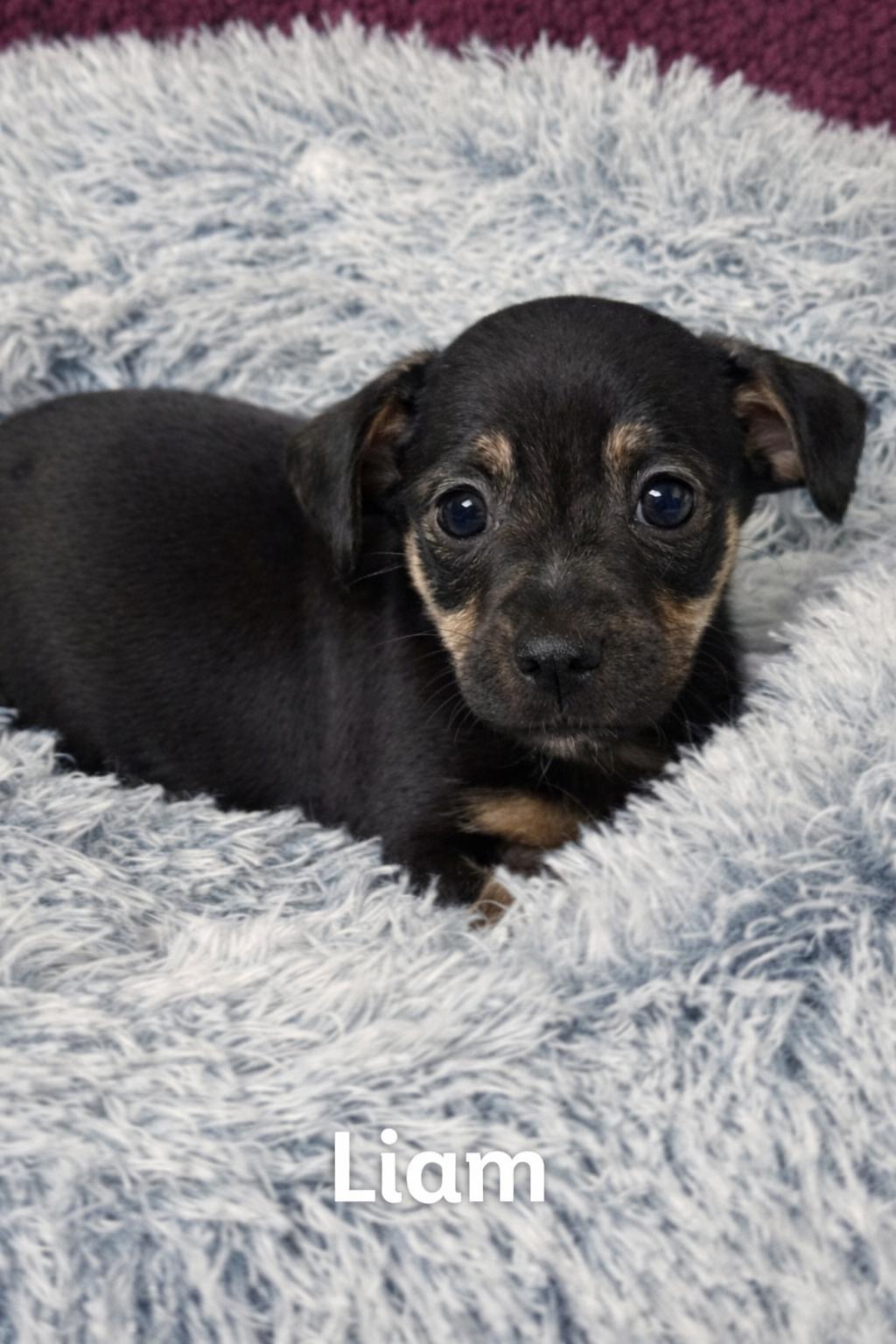 Enlarge Liam, a Adoptable mixed breed in Baton Rouge, LA image 2/5