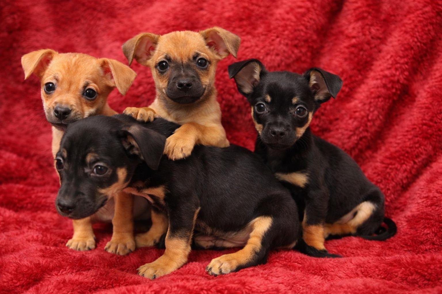 Enlarge Liam, a Adoptable mixed breed in Baton Rouge, LA image 3/5