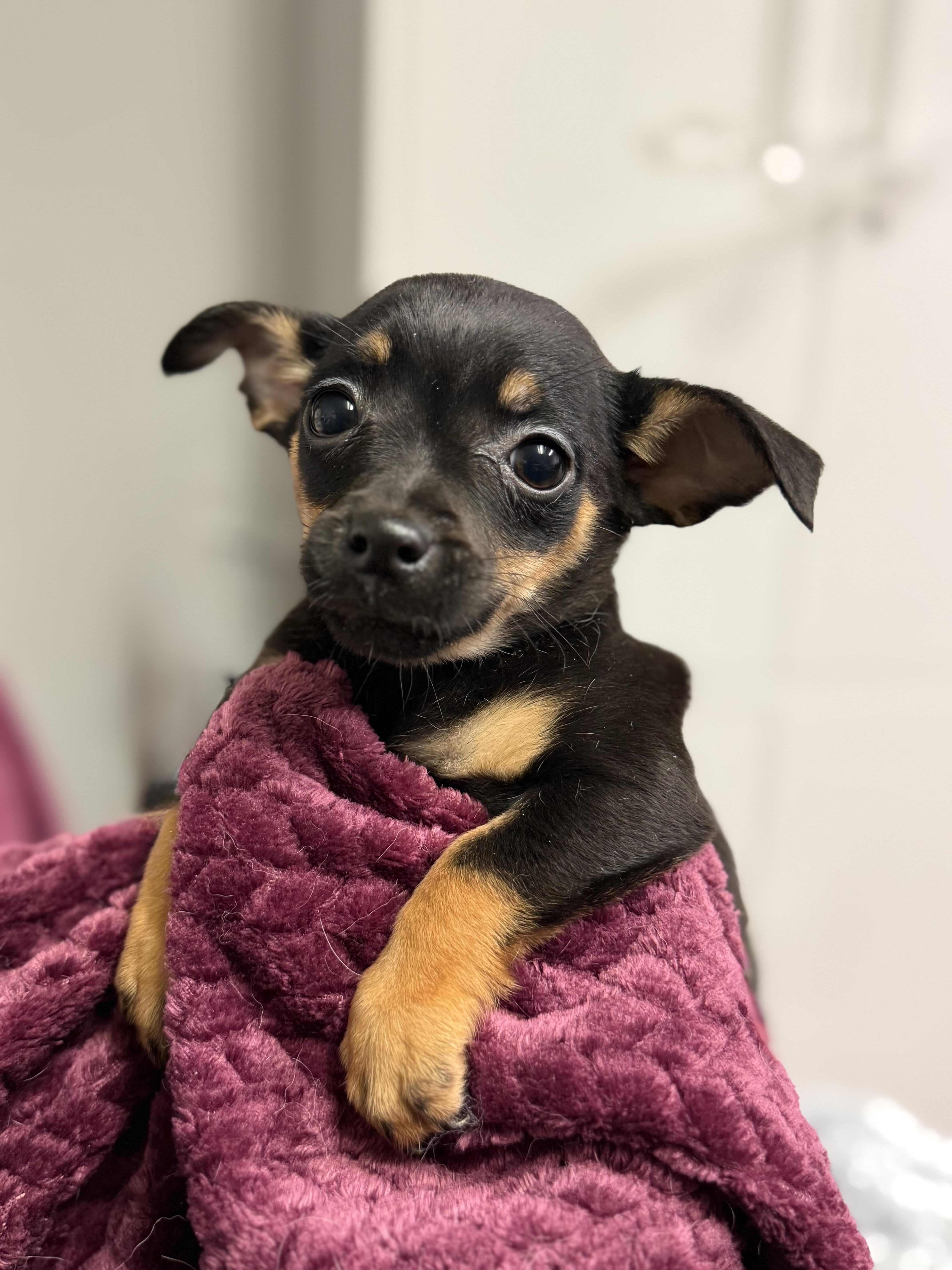 Enlarge Liam, a Adoptable mixed breed in Baton Rouge, LA image 1/5