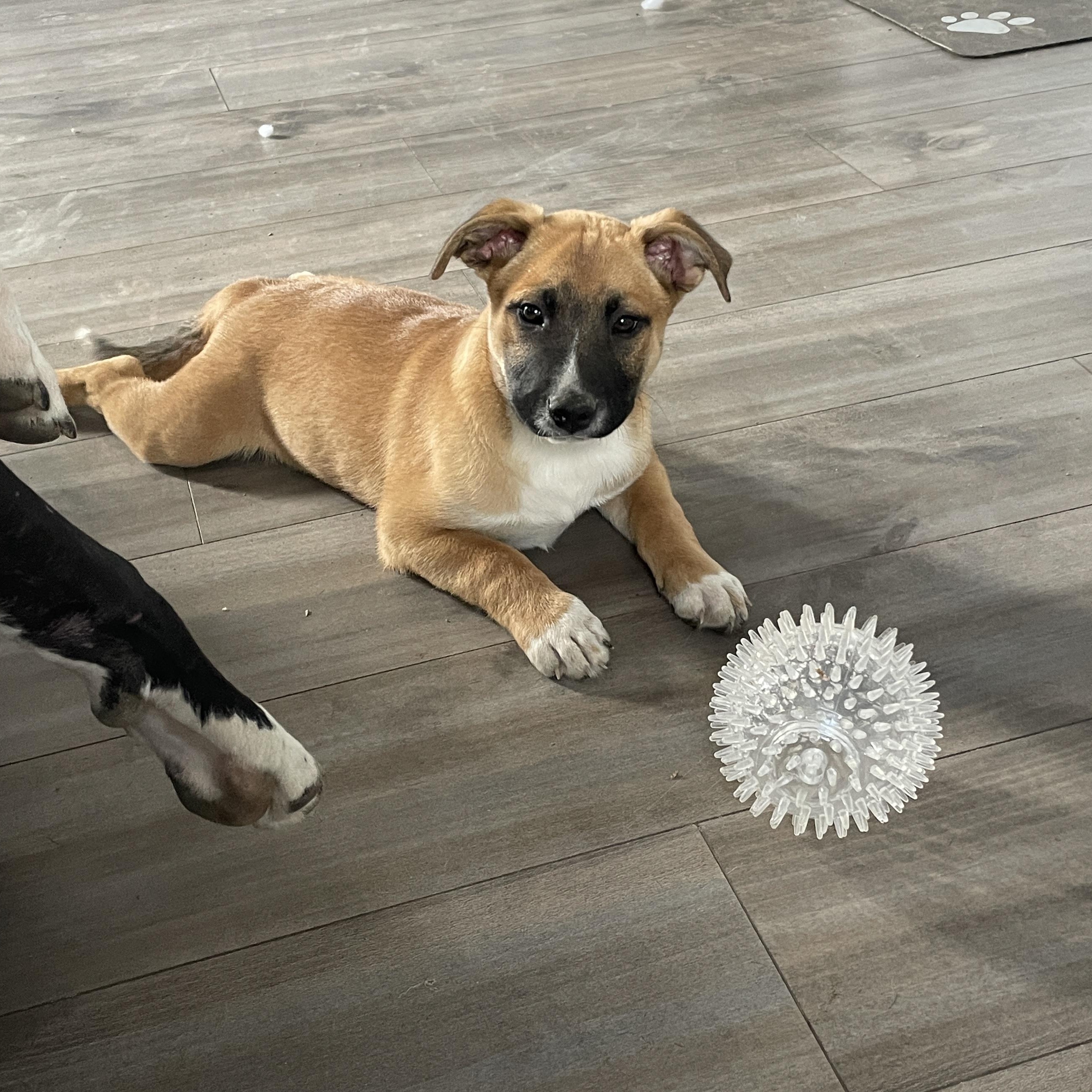 Hidley, Adoptable, Puppy Male Black Mouth Cur & Mountain Cur.