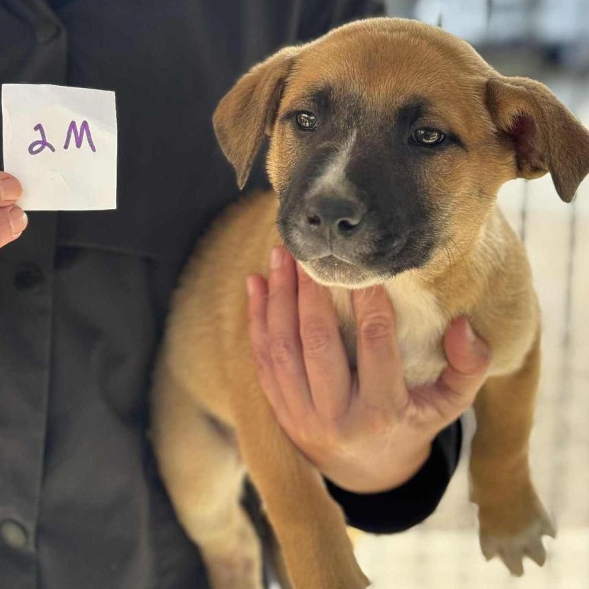 Enlarge Hidley, a Adoptable mixed breed in Newfoundland, NJ image 2/5