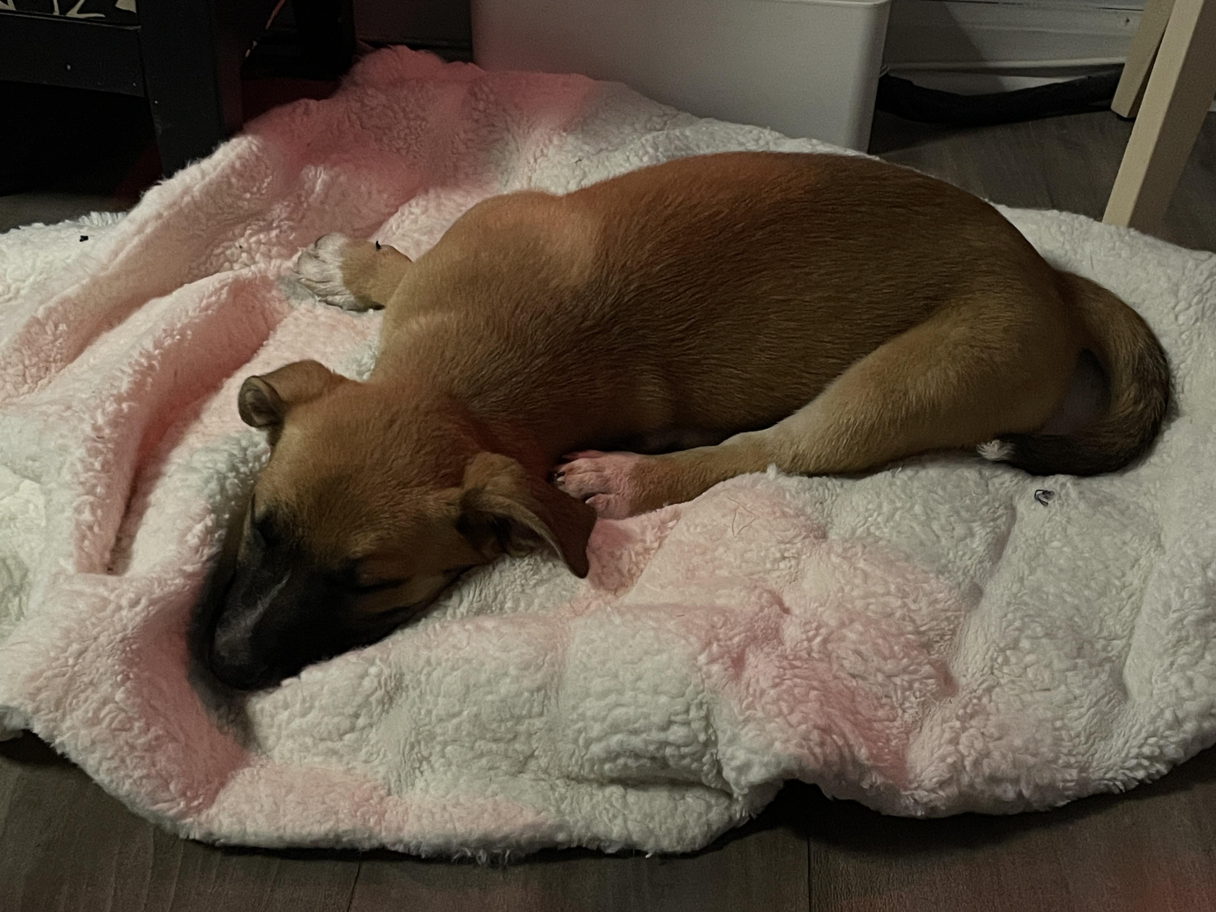 Enlarge Hidley, a Adoptable mixed breed in Newfoundland, NJ image 3/5