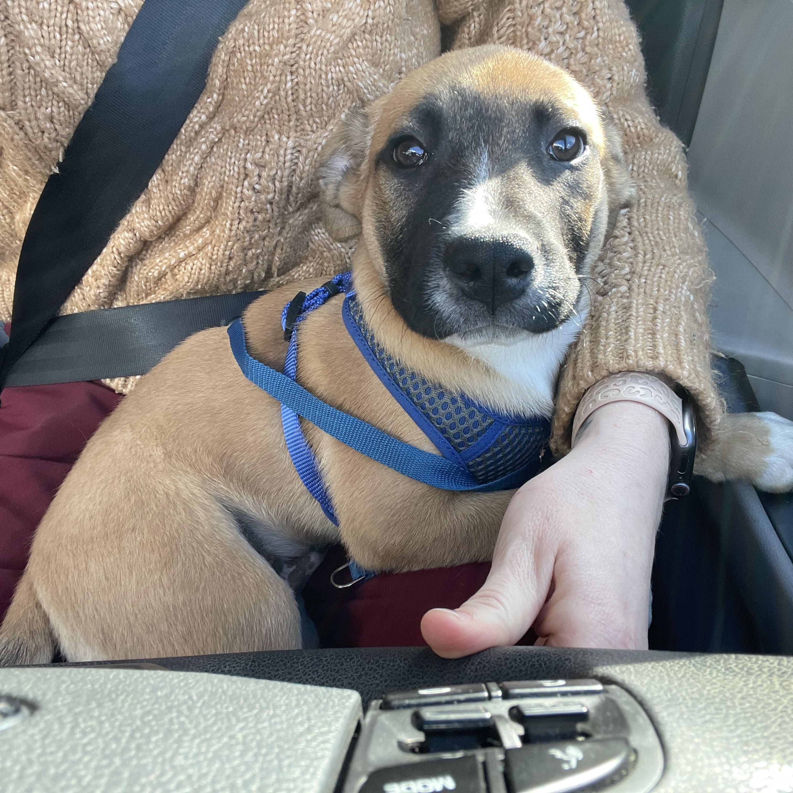 Enlarge Hidley, a Adoptable mixed breed in Newfoundland, NJ image 4/5