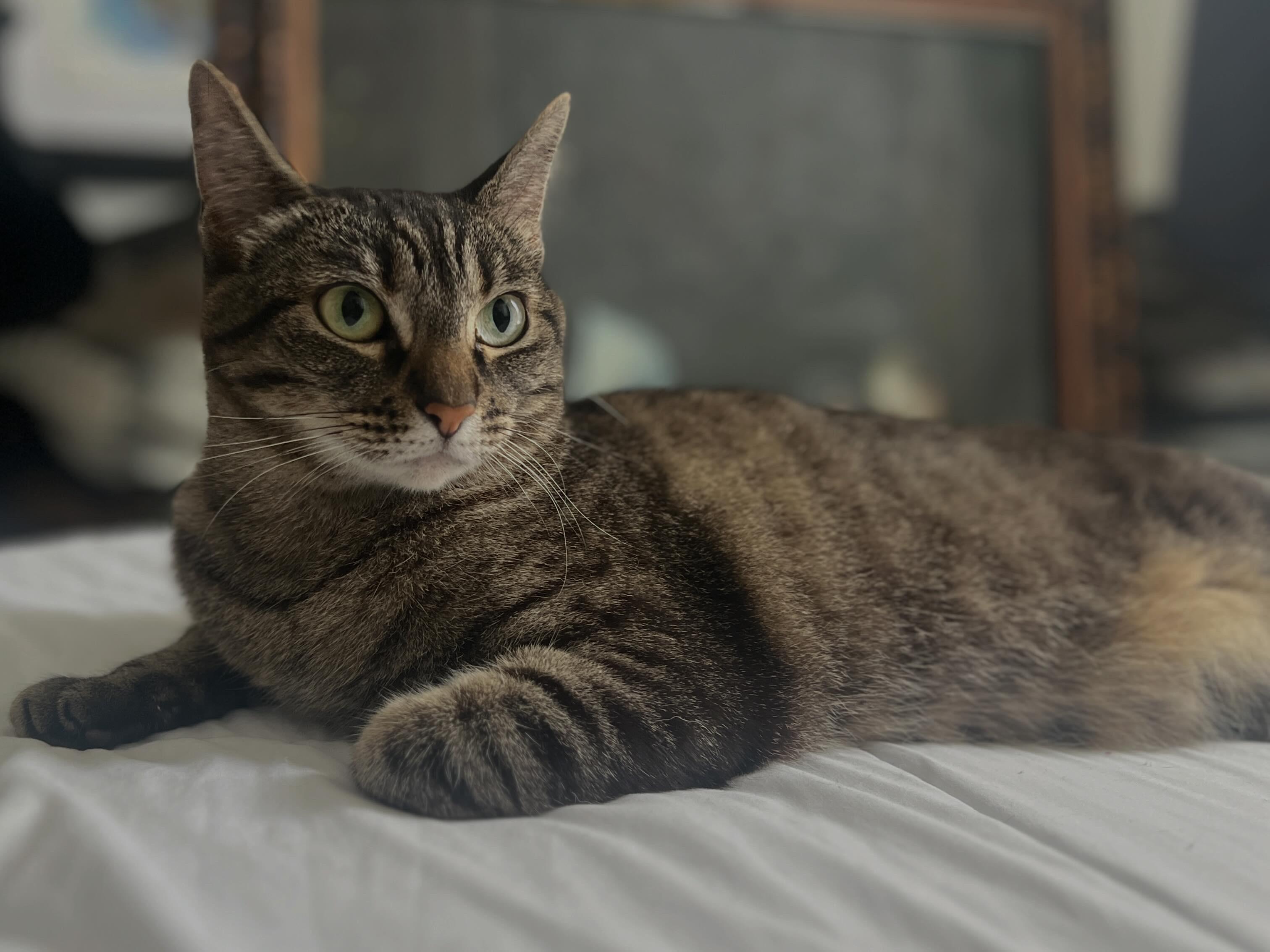 Honey, Adoptable, Adult Female Domestic Short Hair.