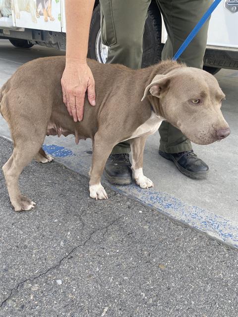 Coco, Adoptable, Adult Female Pit Bull Terrier.
