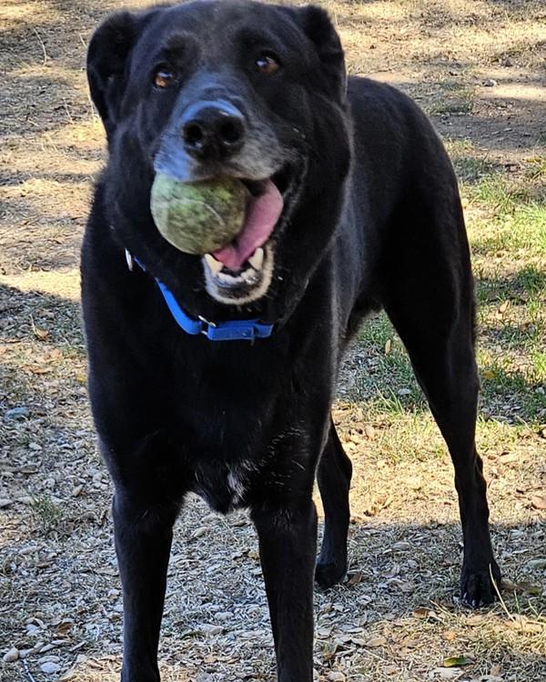 Porter, Adoptable, Adult Male Labrador Retriever & Shepherd.