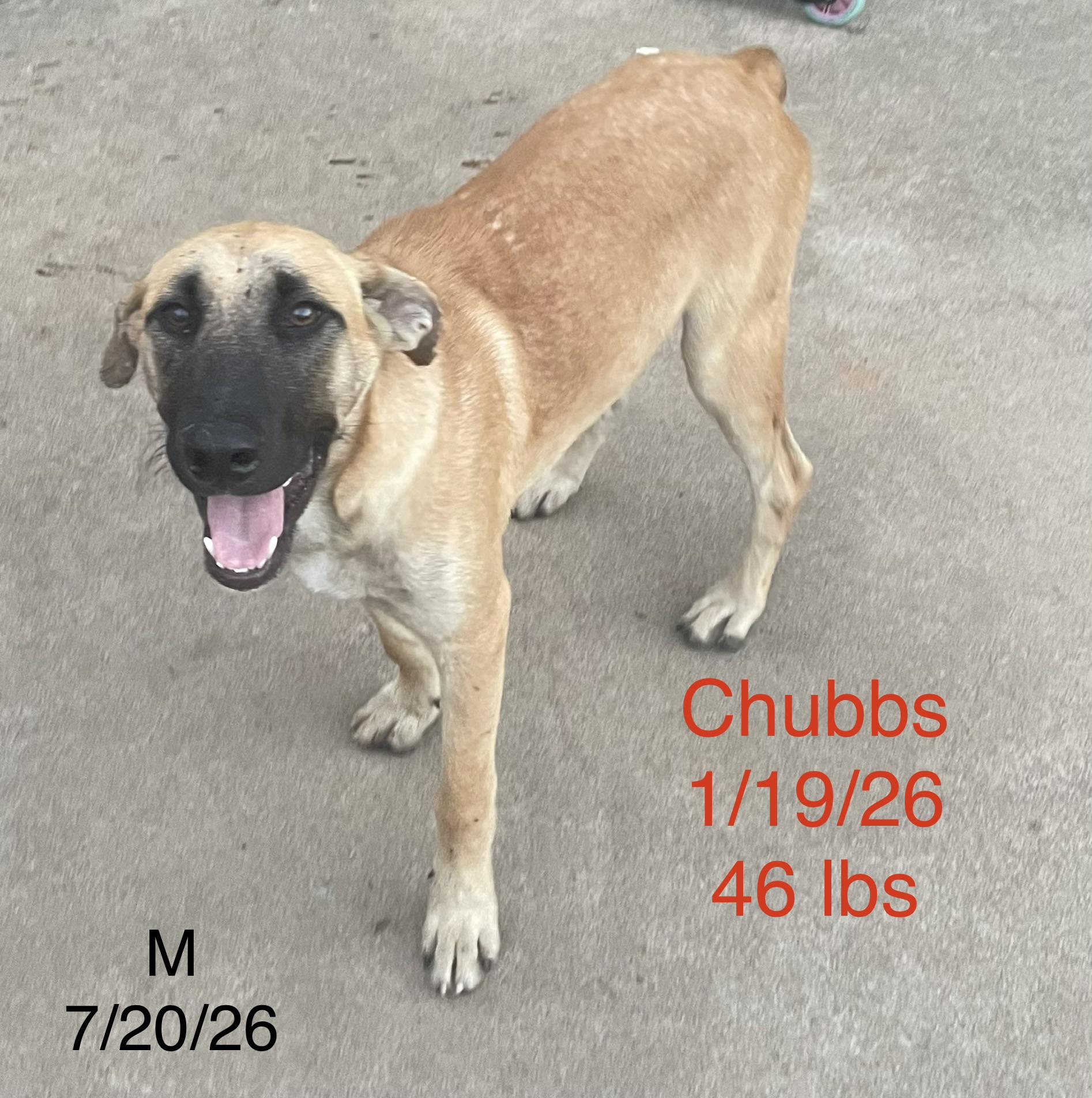 Chubbs, Adoptable, Young Male Anatolian Shepherd.