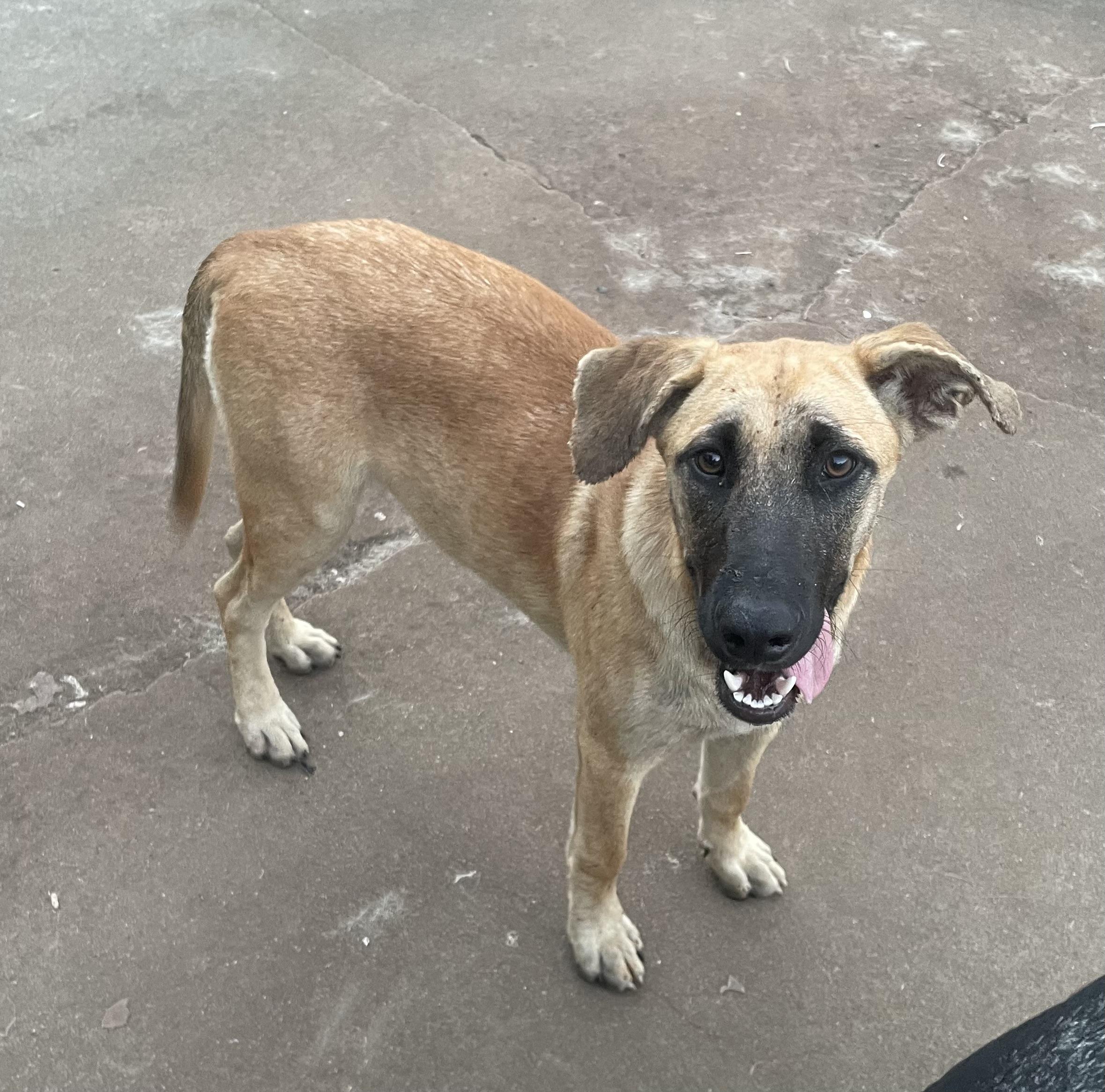 Enlarge Chubbs, a Adoptable mixed breed in Welling, OK image 3/3