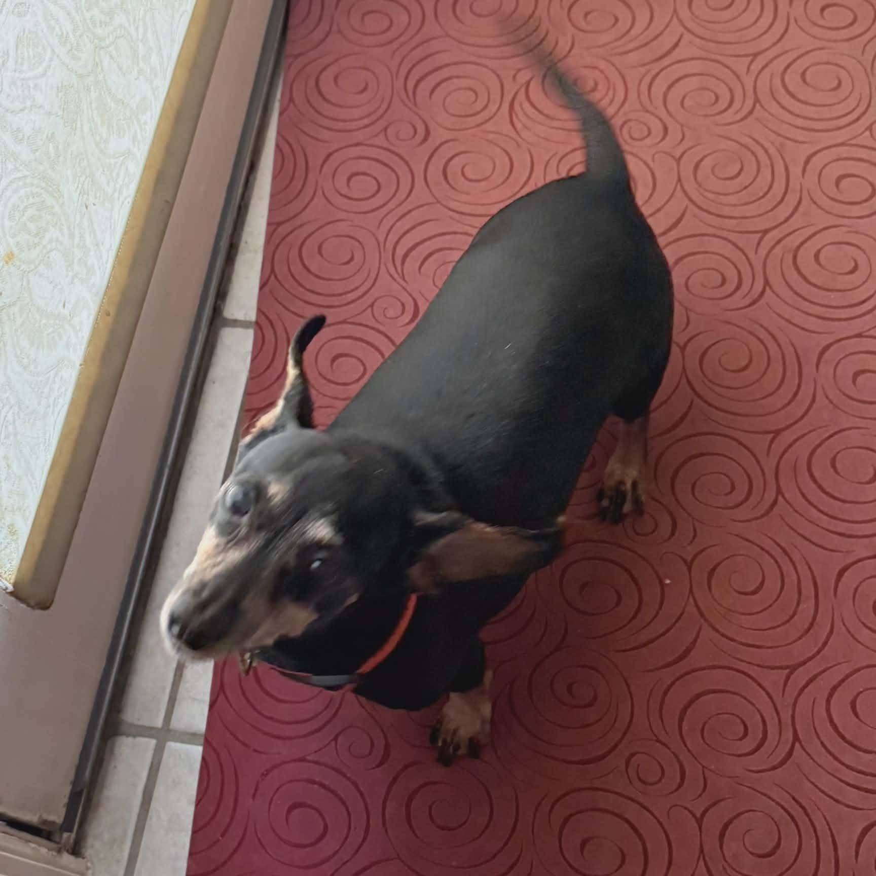 Roxy, adopted, Adult Female Dachshund.