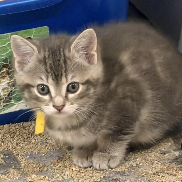 Marie-Philippe, an adopted Tabby in Stanstead, QC image 2/3
