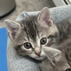 Marie-Philippe, adopted, Kitten Female Tabby.