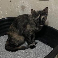 Ruby — thumbnail 3