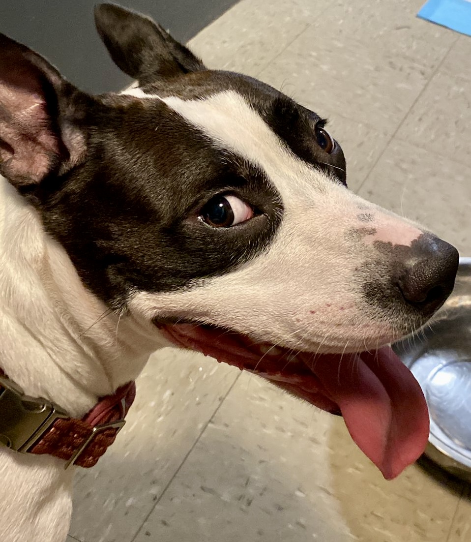 Laila (Needs Urgent Foster or Adoption), a Adoptable Mixed Breed in Brooklyn, NY image 4/7