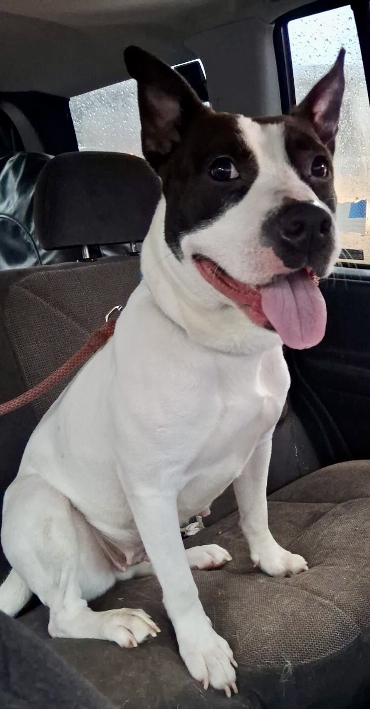 Laila (Needs Urgent Foster or Adoption), a Adoptable Mixed Breed in Brooklyn, NY image 6/7