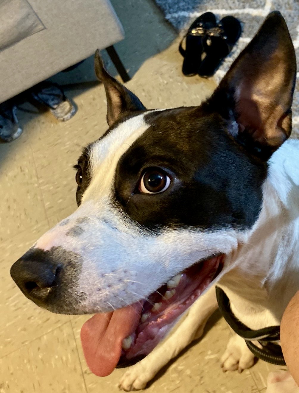 Enlarge Laila (Needs Urgent Foster or Adoption), a Adoptable Mixed Breed in Brooklyn, NY image 7/7