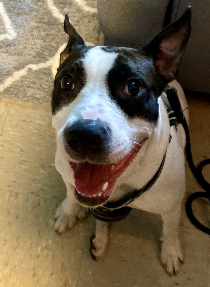 Laila (Needs Urgent Foster or Adoption), a Adoptable Mixed Breed in Brooklyn, NY image 1/7