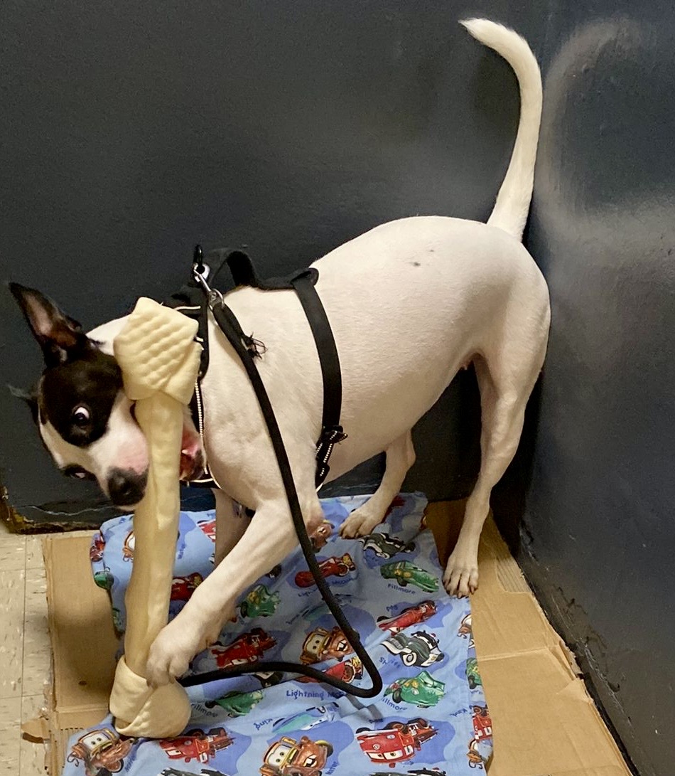 Laila (Needs Urgent Foster or Adoption), a Adoptable Mixed Breed in Brooklyn, NY image 5/7