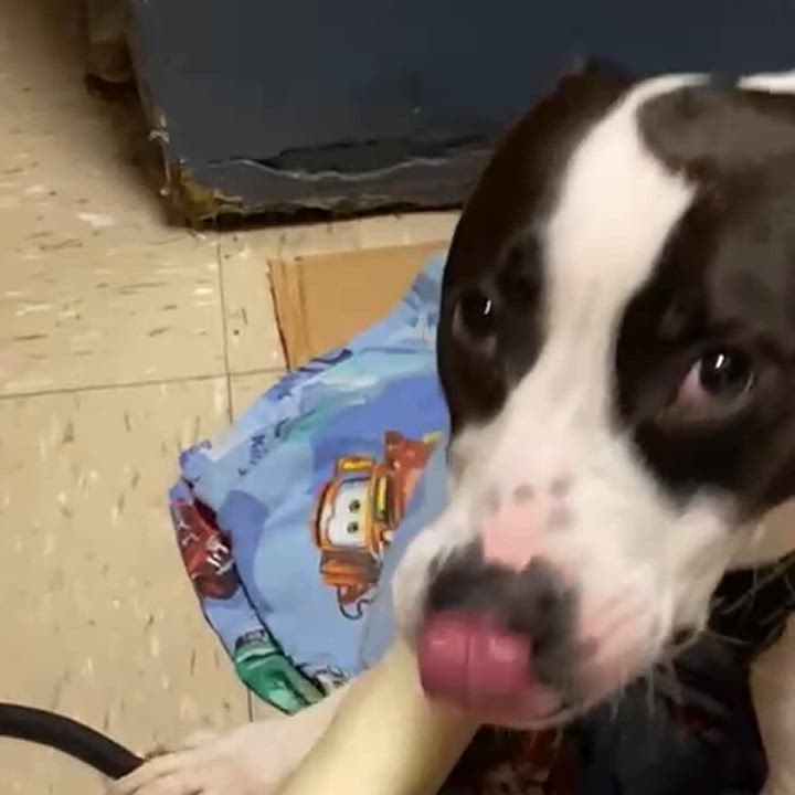 Enlarge Laila (Needs Urgent Foster or Adoption), a Adoptable Mixed Breed in Brooklyn, NY video 3/7