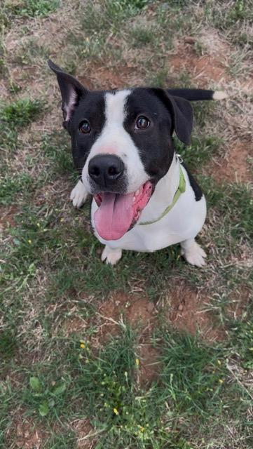 Enlarge Queenie, a Adoptable Pit Bull Terrier in Salt Lake City, UT image 1/1