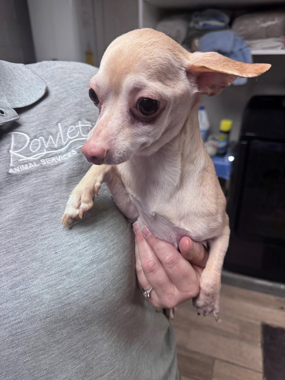 Enlarge Pinky, a Adoptable Mixed Breed in Rowlett, TX image 1/1