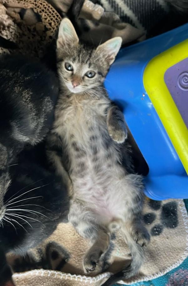 Giggles, Adoptable, Adult Male Domestic Short Hair.