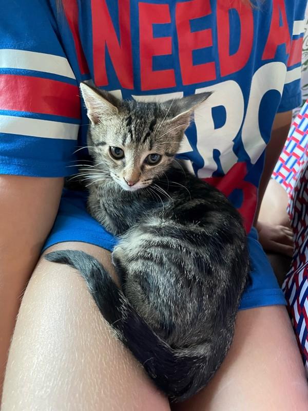 Enlarge Giggles, a Adoptable mixed breed in Vancouver, WA image 2/5