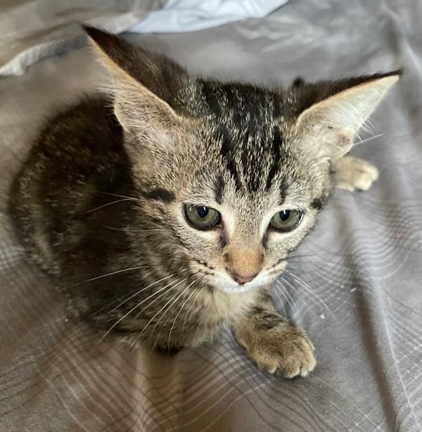 Enlarge Giggles, a Adoptable mixed breed in Vancouver, WA image 4/5