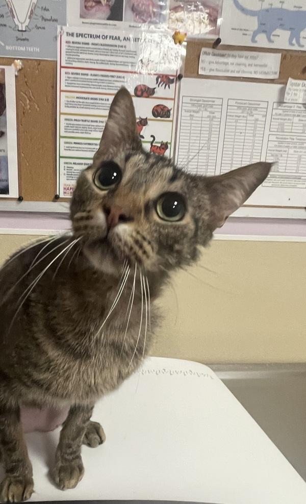 Enlarge Giggles, a Adoptable mixed breed in Vancouver, WA image 5/5