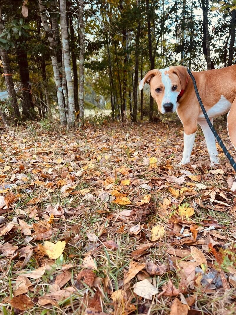 Enlarge Butterscotch, a Adoptable mixed breed in Thomasville, AL image 1/3