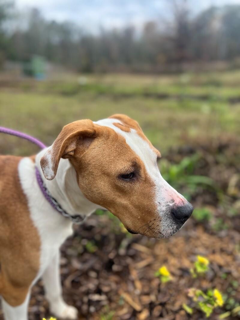 Enlarge Butterscotch, a Adoptable mixed breed in Thomasville, AL image 2/3