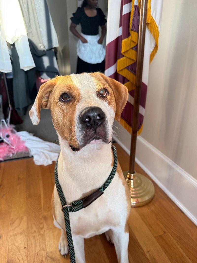 Enlarge Butterscotch, a Adoptable mixed breed in Thomasville, AL image 3/3