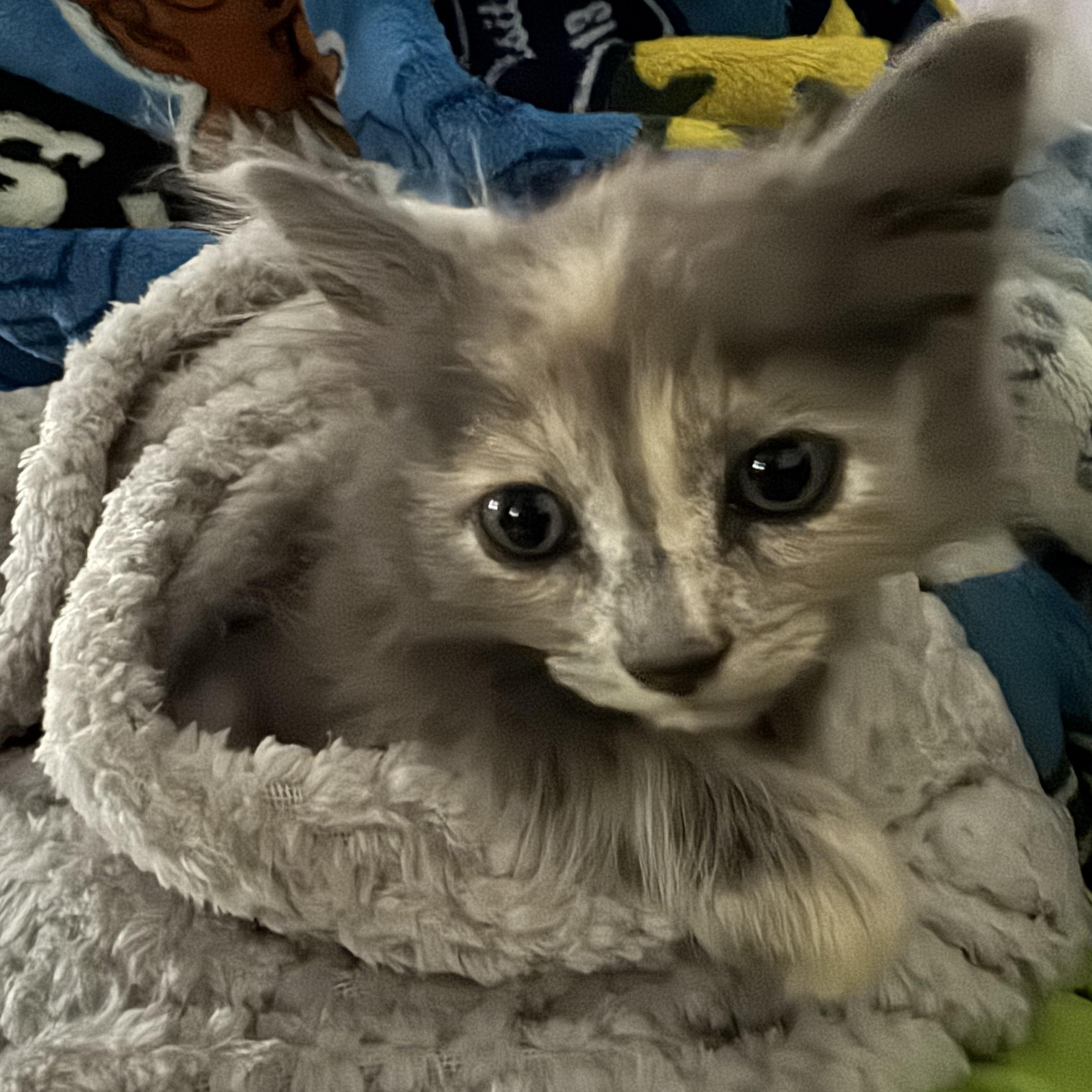 Furggy, a ADOPTABLE Dilute Calico in Boston, MA image 3/5
