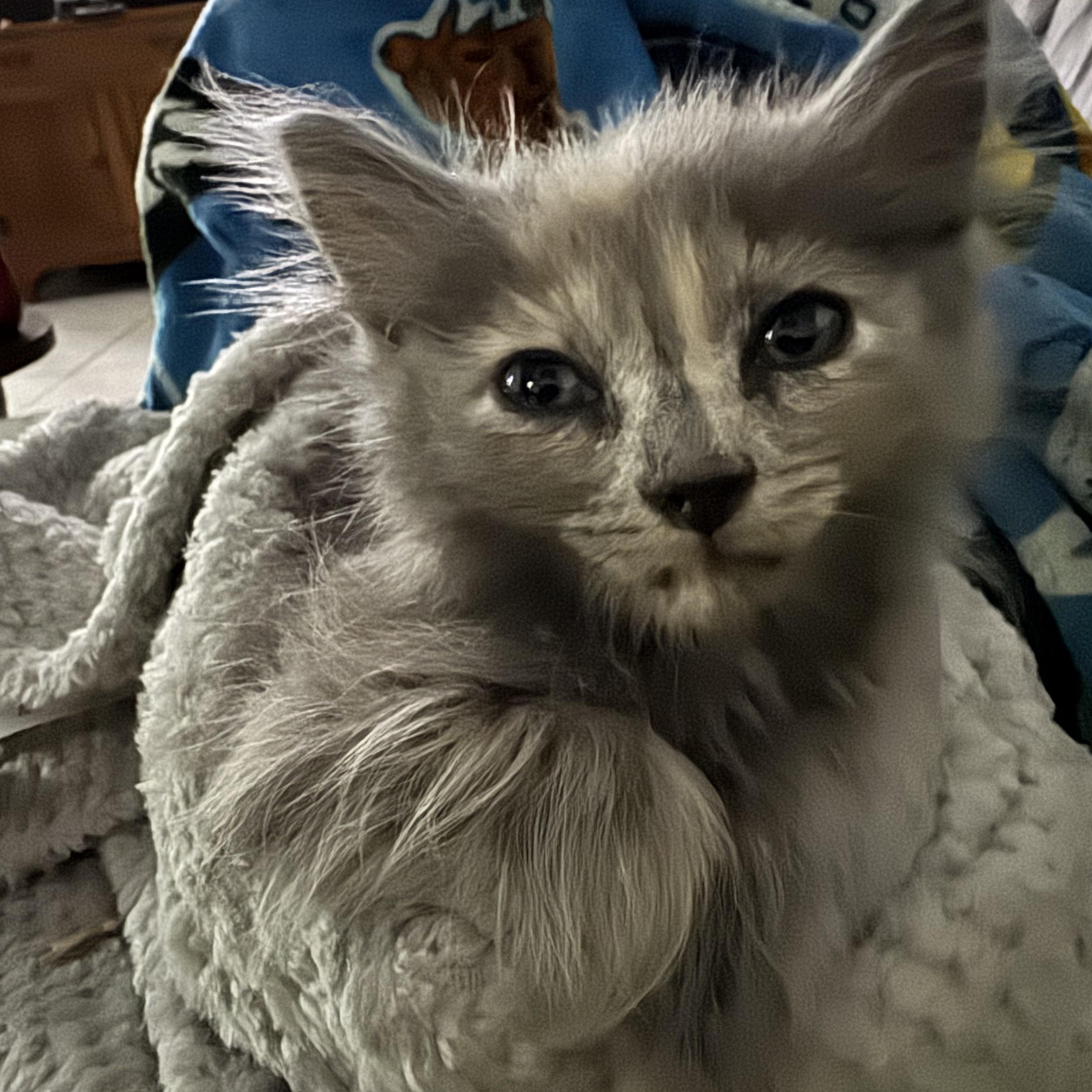 Furggy, ADOPTABLE, Kitten Female Dilute Calico.