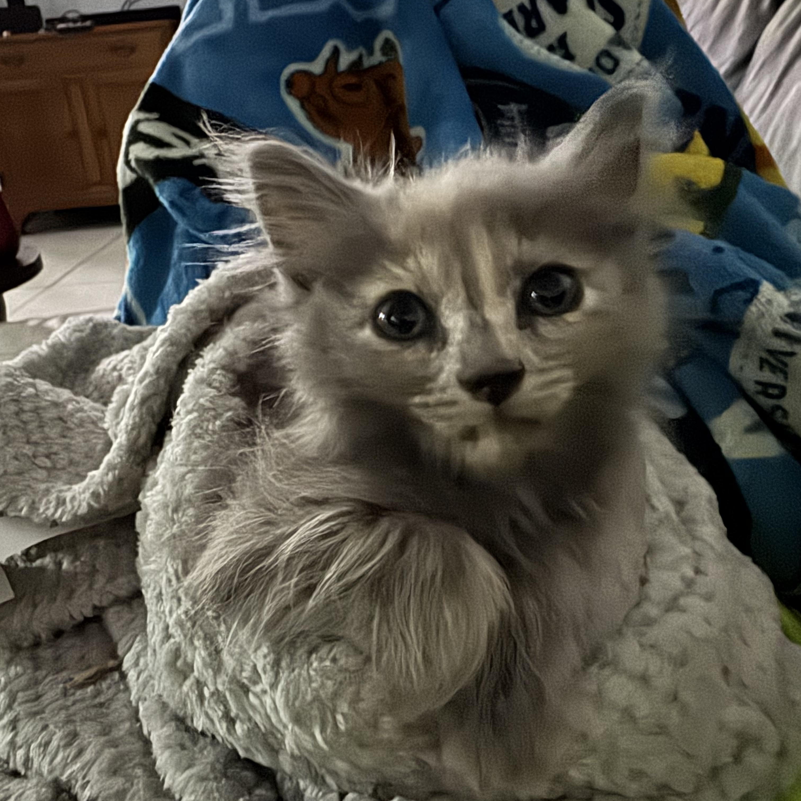 Furggy, a ADOPTABLE Dilute Calico in Boston, MA image 4/5