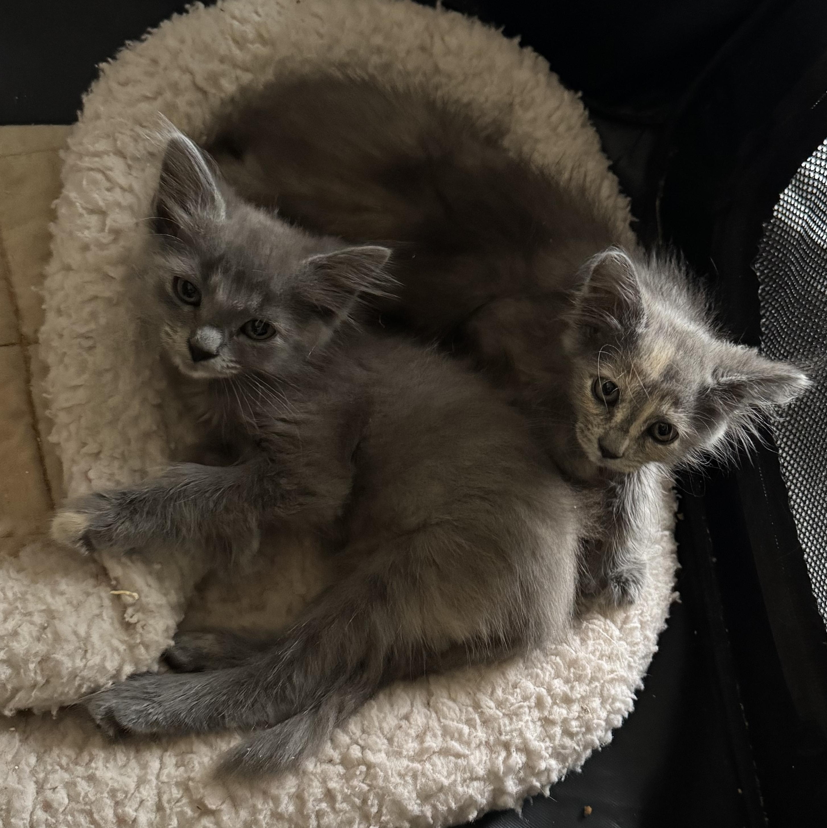 Furggy, a ADOPTABLE Dilute Calico in Boston, MA image 5/5