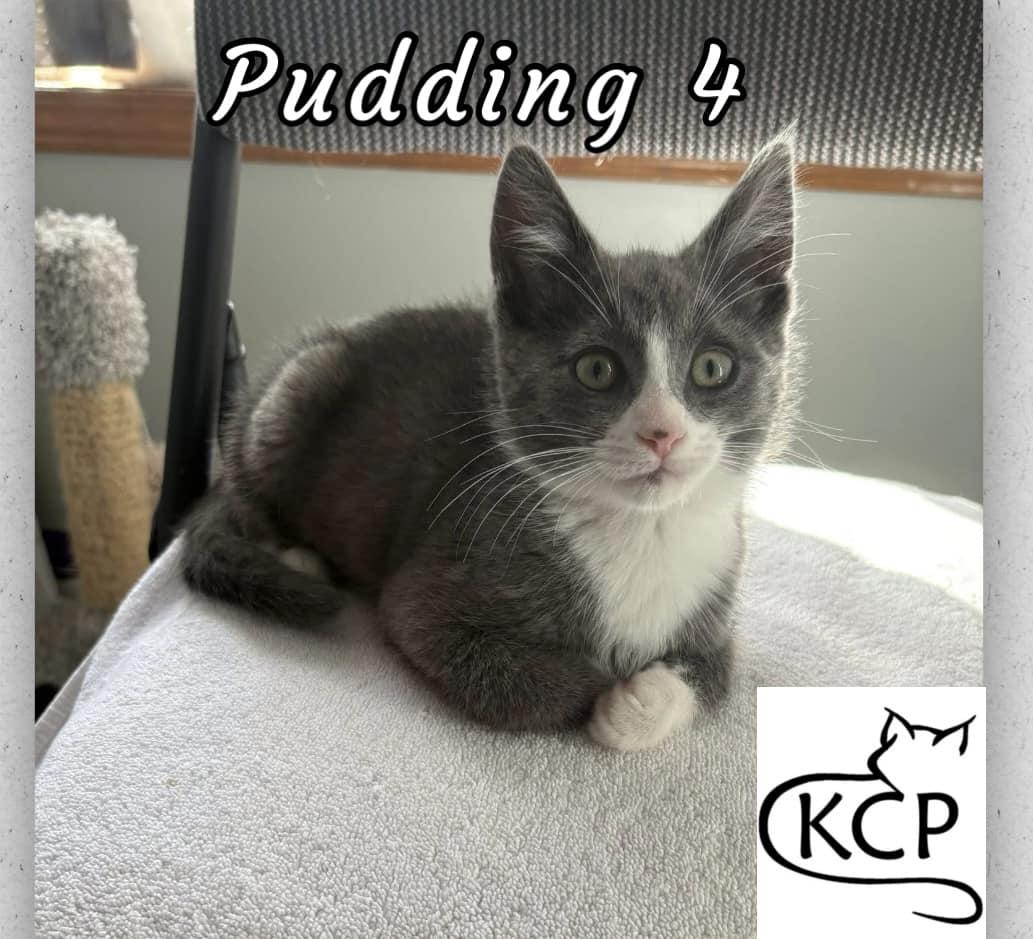 Pudding 4, an adoptable Domestic Short Hair in Courtenay, BC, V9N 7P1 | Photo Image 1